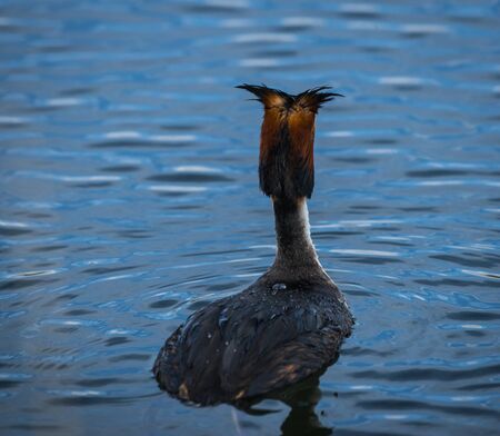 Image of Great Crested Grebe on Lake Prespa, Greeceの写真素材