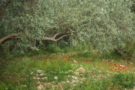 Image of beautiful summer flowers, Pelion, Greeceの写真素材