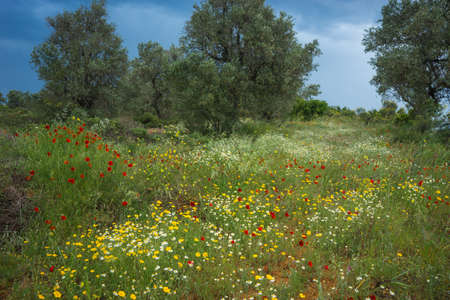 Image of beautiful summer flowers, Pelion, Greeceの写真素材