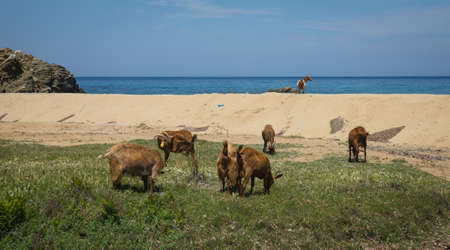 Goats grazing on the beach, Skiathos, Greeceの写真素材