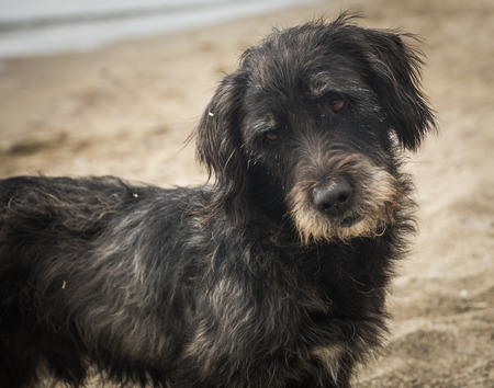 Dogs on the beach at  Schinias, Greeceの写真素材