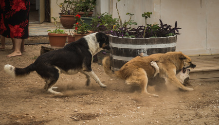 Dogs on the beach at  Schinias, Greeceの写真素材