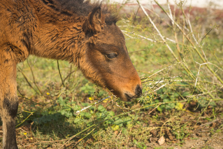 Image of Scirian animals, Scirian island, Greeceの写真素材