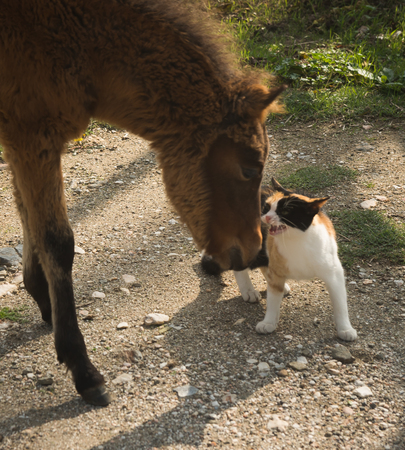 Image of Scirian animals, Scirian island, Greeceの写真素材