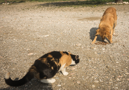 Image of Scirian animals, Scirian island, Greeceの写真素材