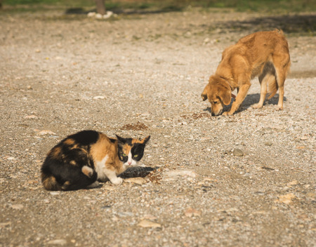 Image of Scirian animals, Scirian island, Greeceの写真素材