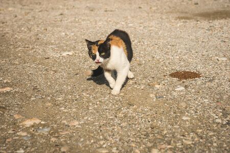 Image of Scirian animals, Scirian island, Greeceの写真素材