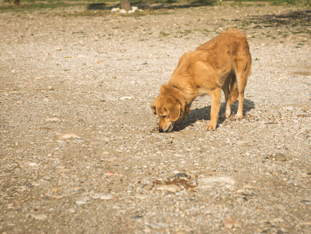 Image of Scirian animals, Scirian island, Greeceの写真素材