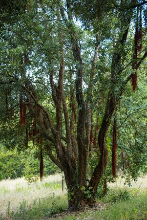 Scenic forest landscape at Monseraty park, Cintra, Portugal