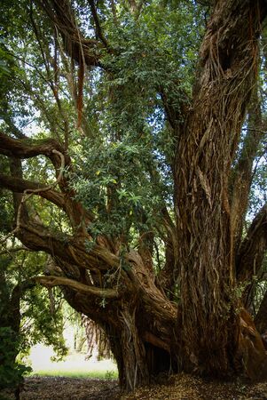 Scenic forest landscape at Monseraty park, Cintra, Portugal