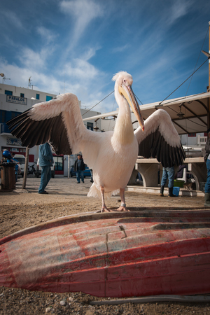 Image of symbol of the island - pelican Petros, Mikonos, Greeceの写真素材