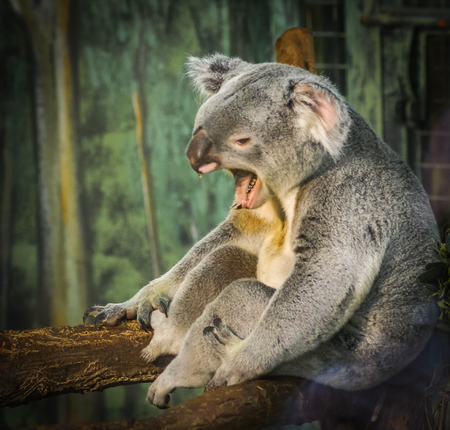 Image of sitting on the branch koala, Madrid, Spainの写真素材