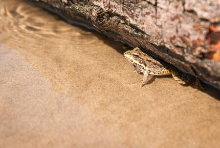 Image of a Frog  on a log, Ahtuba, Russiaの写真素材