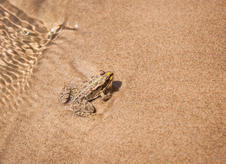 Image of a Frog on the sand, Ahtuba, Russiaの写真素材
