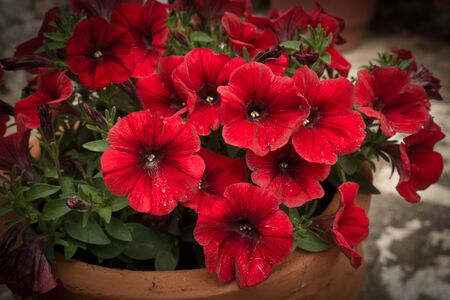 Image of scenic and beautiful Spring flowers, Greeceの写真素材