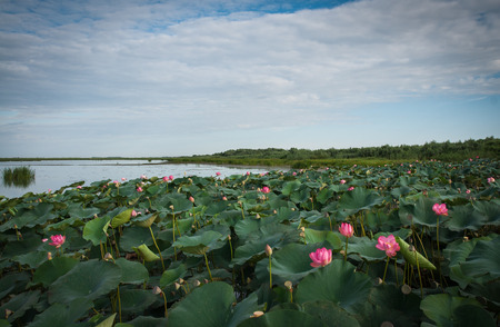 Image of Lotus bloom in the delta of the Volga, Russiaの写真素材