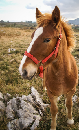 Image of Horses at  Guadamia, Asturia y Cantabria, Spainの写真素材
