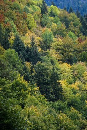 Scenic autumn landscape with yellow and red trees in Slovakia