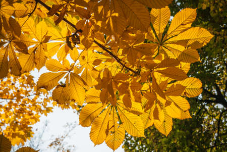 Image of golden autumn in  Moscow parks, Russiaの写真素材