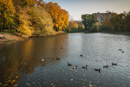 Image of golden autumn in  Moscow parks, Russiaの写真素材