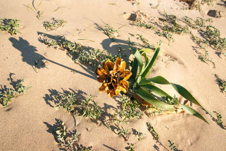 Image of Yellow flowers on the sand, Simos beach, Elafonisos, Greeceの写真素材