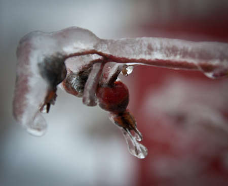 Image of Iced rain in Moscow parks, natural disasterの写真素材