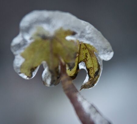 Image of Iced rain in Moscow parks, natural disaster