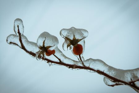 Image of Iced rain in Moscow parks, natural disasterの写真素材