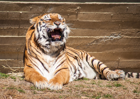 Image of red bengal tiger, Madrid, Spainの写真素材
