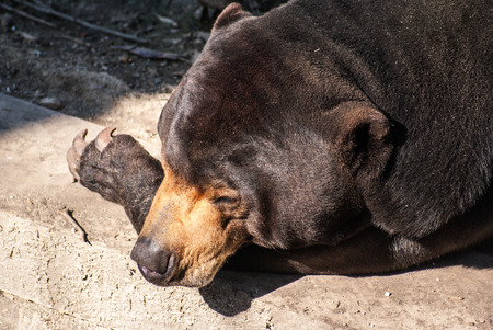 Image of sleeping broun bear, Madrid, Spainの写真素材