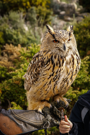 Image of an Owl sitting on a branchの写真素材