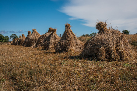 Scenic image of Sheaves in Kizhi, Kareliaの写真素材