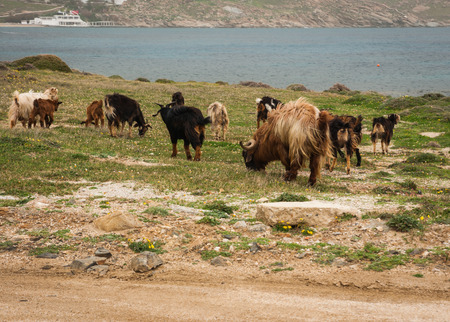 Sheep grazing in the meadow at Mikonos island, Greeceの写真素材