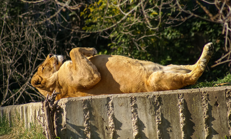 Portrait of a Lioness 
lying, Madris, Spainの写真素材