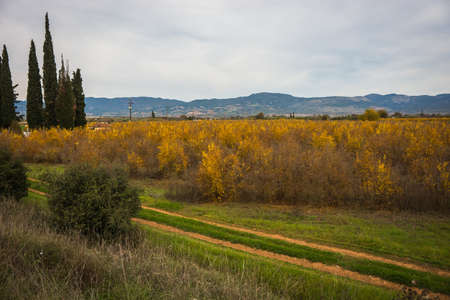 Image of colorful autumn pomegranate grove, Livadia, Greeceの写真素材