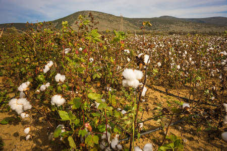 Cotton field on a background of mountains, Livadia, Greeceの写真素材