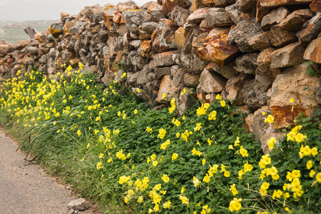 Image of pring flowers at Mikonos island, Greeceの写真素材