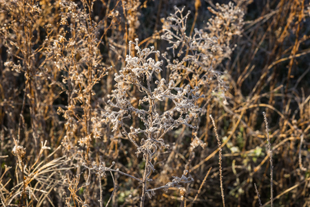 Frost on the grass in the early morning near Stimfalia lake, Peloponnese, Greeceの写真素材
