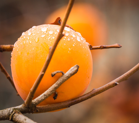 Ripe fresh apple persimmon on a tree branches, Greeceの写真素材