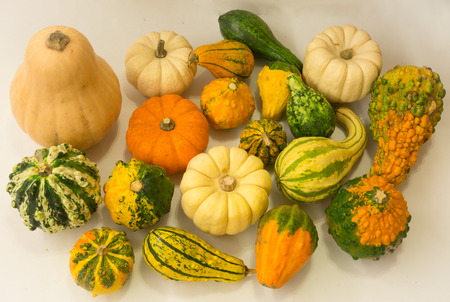 Still life with colorful decorative mini pumpkinsの写真素材