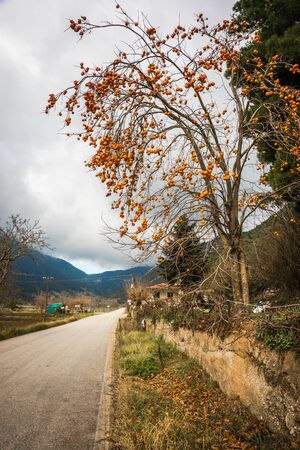 Autumn landscape with apple persimon tree near Stimfalia lake, Peloponnese,, Greeceの写真素材