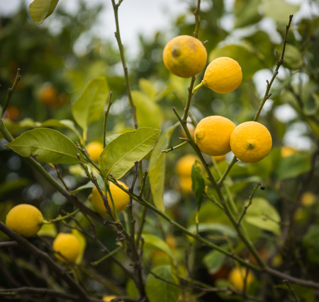 Image of Lemons and lemon trees, Peloponnese, Greeceの写真素材