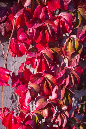 Image of Autumn leaves, girlish grapes, Greeceの写真素材