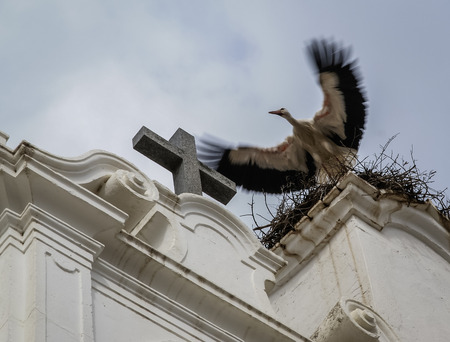 Flapping stork at Burqillos del Serro, Estremadura, Spainの写真素材