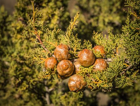 Bunch round cypress cones on a branch, Greeceの写真素材