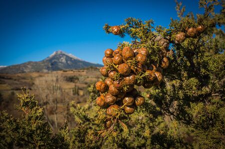 Bunch round cypress cones on a branch, Greece
