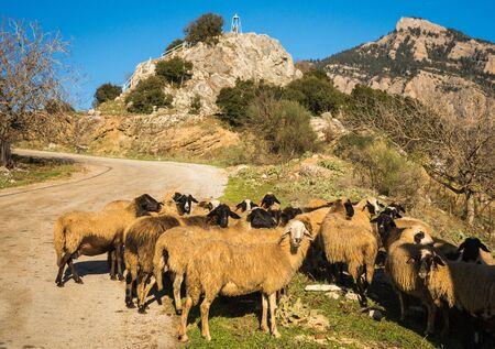 Herd of sheep on a mountain road on Peloponnese in Greeceの写真素材