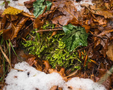 Yellow autumn leaves and green bindweed and snow, Greeceの写真素材