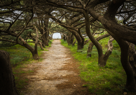 Alley on Mount Filerimos in spring on Rhodes, Greeceの写真素材