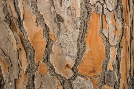 Detail of textured cracked wooden tree bark for background